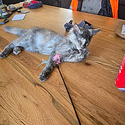 Dakota participe au concours pour gagner de l'argent avec cette photo : kitten, cat, table, wood, furniture, indoor, pet, animal, gray_cat, relaxing, paw, toy, feather, jacket, chair, can, household, cleaning, sleepy, cozy