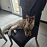 cat, chair, indoor, floor, window, door, black_chair, fur, pet, relaxed, animal, wooden_legs, light, gaze, domestic, feline, sitting, home, calm, cozy