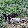 cat, black_cat, gray_cat, grass, outdoor, animal, pet, feline, lying_down, harness, nature, ground, relaxing, ears, eyes, tail, fur, daytime, greenery, garden