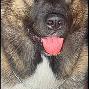 King is registered to the contest to win money with this photo: dog, portrait, close_up, tongue_out, fur, collar, chain, pet, animal, brown, black, white, ears, nose, face, friendly, cute, domestic_animal, canine, muzzle