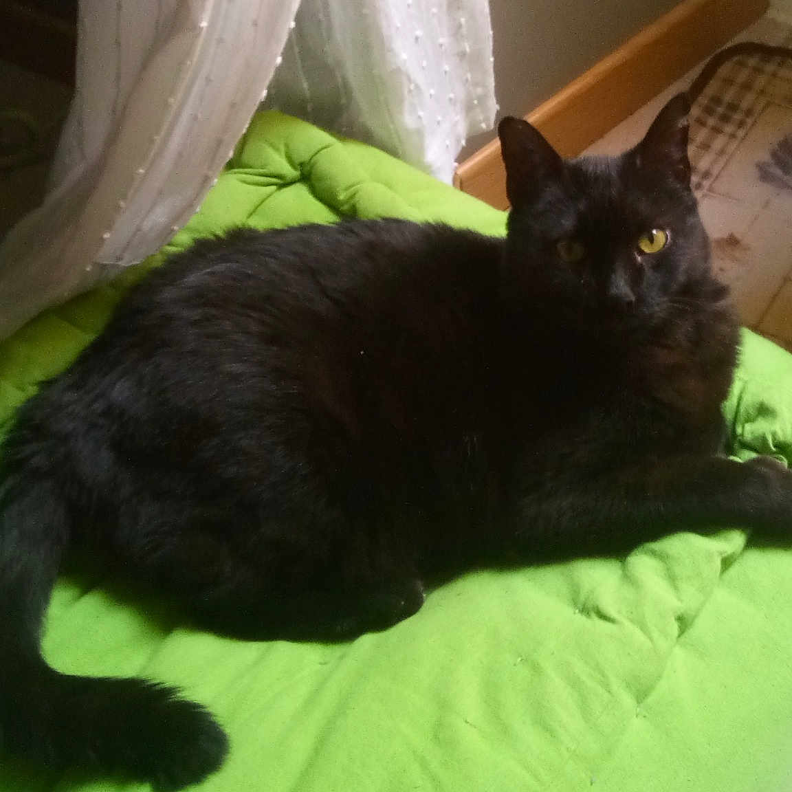 Pacha a rejoint le concours — aidez-le/la à gagner de superbes lots ! asian, black_cat, bombay, carnivore, cat, domestic_short_haired_cat, felidae, korat, nap, small_to_medium_sized_cats, tail, whiskers