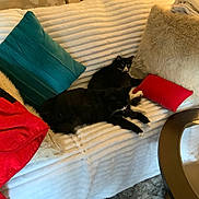 Zoye joined the competition — help win amazing prizes! black_cat, blanket, candle, cat, comfort, couch, cozy, decor, feline, fur_pillow, home, indoor, living_room, pet, pillow, red_blanket, relaxed, table, teal_pillow, white_cat