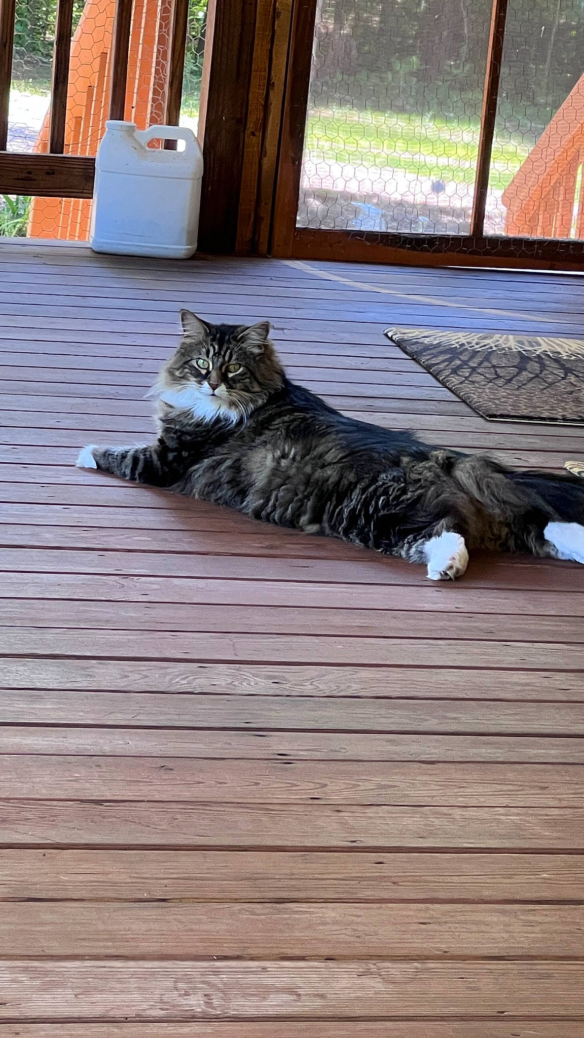 Chubbs is registered to the contest to win money with this photo: carnivore, cat, deck, domestic_short_haired_cat, felidae, floor, flooring, fur, grass, grey, hardwood, laminate_flooring, plant, small_to_medium_sized_cats, tail, tree, whiskers, wood, wood_flooring, wood_stain