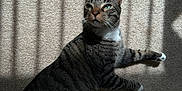 Binx is registered to the contest to win money with this photo: cat, tabby, green_eyes, indoor, carpet, sunlight, shadow, striped_shadow, relaxing, pet, feline, whiskers, paw, ears, fur, looking_away, domestic_animal, animal, resting, calm
