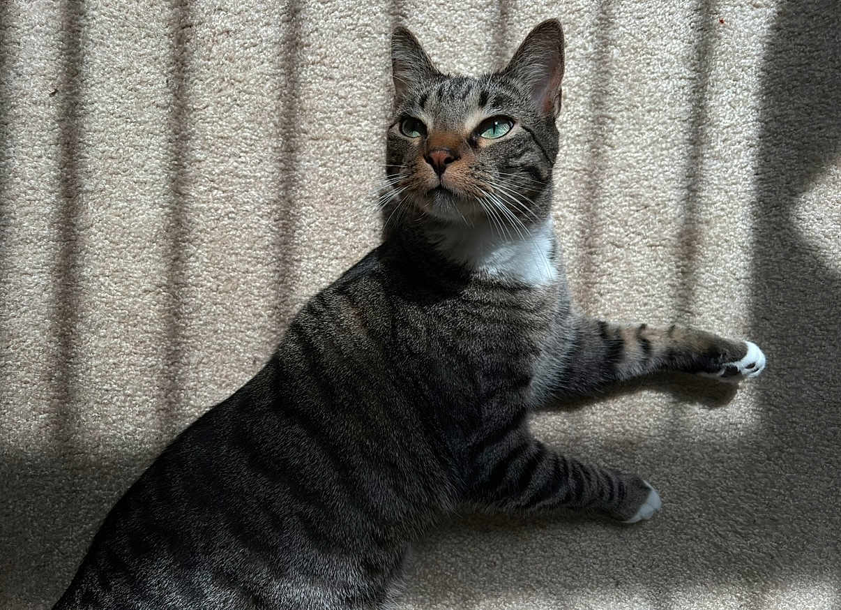 Binx is registered to the contest to win money with this photo: cat, tabby, green_eyes, indoor, carpet, sunlight, shadow, striped_shadow, relaxing, pet, feline, whiskers, paw, ears, fur, looking_away, domestic_animal, animal, resting, calm