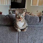 Binx joined the competition — help win amazing prizes! cat, tabby, green_eyes, couch, living_room, curious, pet, indoor, furniture, television, blinds, whiskers, mouth_open, gray, cozy, houseplant, pet_bed, home, relaxed, domestic_animal