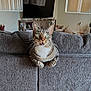 cat, tabby, green_eyes, couch, living_room, curious, pet, indoor, furniture, television, blinds, whiskers, mouth_open, gray, cozy, houseplant, pet_bed, home, relaxed, domestic_animal