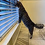 Binx joined the competition — help win amazing prizes! cat, tabby, indoor, window, blinds, curious, pets, flooring, tile_floor, feeding_station, tail, whiskers, paws, side_view, domestic_animal, house, looking_out, striped, animal, mammal