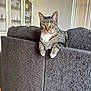 Binx joined the competition — help win amazing prizes! cat, tabby_cat, green_eyes, couch, furniture, living_room, indoor, pet, animal, relaxed, home, cozy, wood_floor, cabinet, window_blinds, whiskers, paws, fur, domestic_cat, portrait