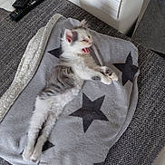 Furie Et Nala a rejoint le concours — aidez-le/la à gagner de superbes lots ! kitten, cat, yawning, stretching, blanket, star_pattern, couch, remote_control, indoor, furniture, pet, cozy, fur, cute, relaxed, home, animal, small, white, gray