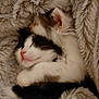 cat, kitten, animal, pet, cute, snuggling, sleeping, fur, black_and_white, gray, cozy, blanket, soft, warm, comfort, friendship, close_up, indoor, resting, adorable