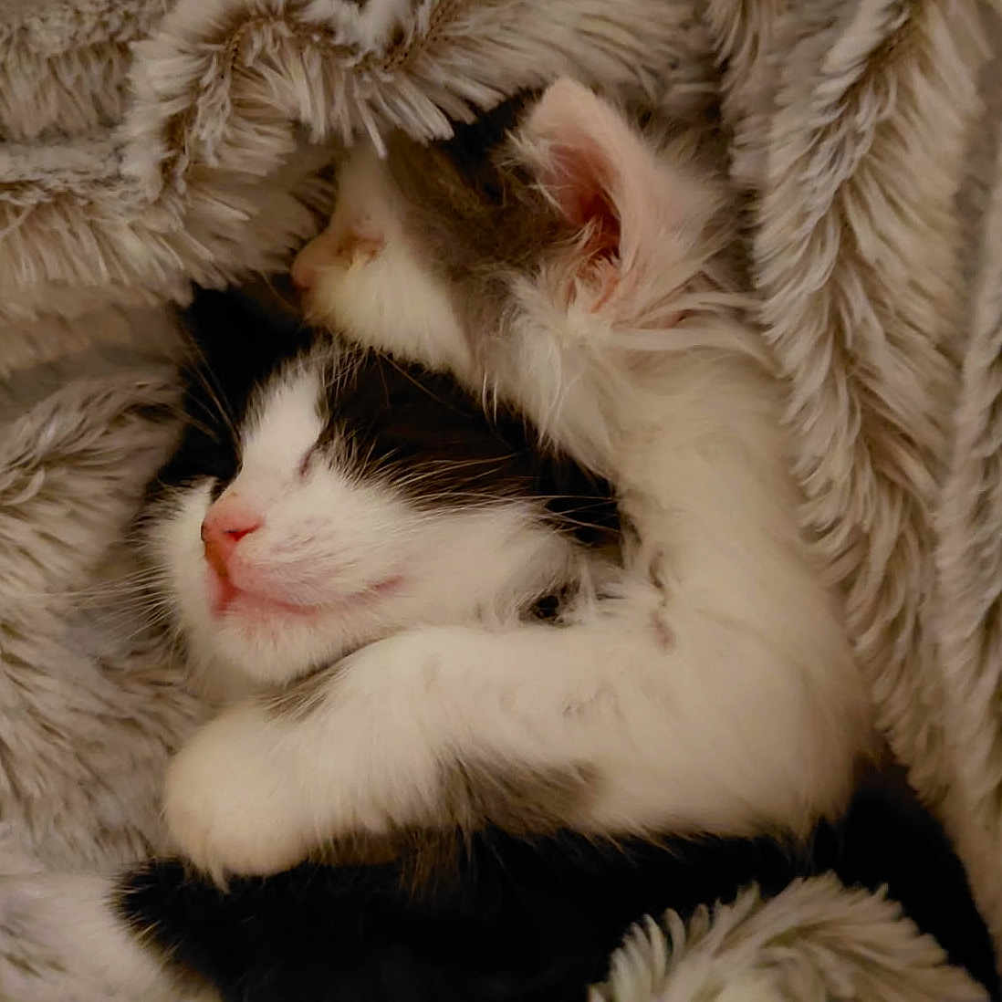 Furie Et Nala a rejoint le concours — aidez-le/la à gagner de superbes lots ! adorable, animal, black_and_white, blanket, cat, close_up, comfort, cozy, cute, friendship, fur, gray, indoor, kitten, pet, resting, sleeping, snuggling, soft, warm