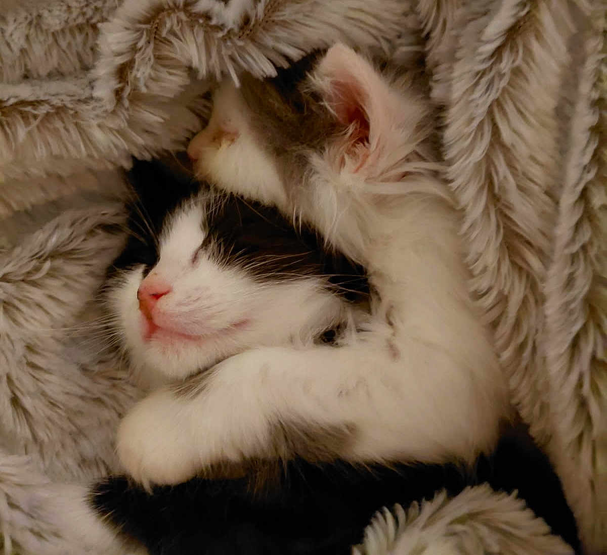 Furie Et Nala a rejoint le concours — aidez-le/la à gagner de superbes lots ! cat, kitten, animal, pet, cute, snuggling, sleeping, fur, black_and_white, gray, cozy, blanket, soft, warm, comfort, friendship, close_up, indoor, resting, adorable