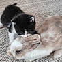 Furie Et Nala participe au concours pour gagner de l'argent avec cette photo : kitten, rabbit, animal, pet, cute, furry, black_and_white, light_brown, carpet, indoor, small, young, curious, sniffing, resting, closeup, texture, companions, playful, adorable