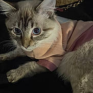 Gibby is registered to the contest to win money with this photo: cat, blue_eyes, pet, fur, animal, indoor, clothing, pink, cute, feline, portrait, domestic_cat, whiskers, ears, relaxed, cozy, soft_fur, close_up, handbag, dark_background