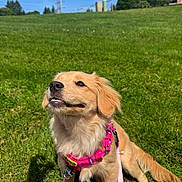 Goldy joined the competition — help win amazing prizes! dog, golden_retriever, puppy, harness, pink_harness, leash, grass, outdoor, sunny, blue_sky, greenery, pet, canine, sitting, happy, young_dog, nature, playful, animal, daylight