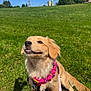 dog, golden_retriever, puppy, harness, pink_harness, leash, grass, outdoor, sunny, blue_sky, greenery, pet, canine, sitting, happy, young_dog, nature, playful, animal, daylight