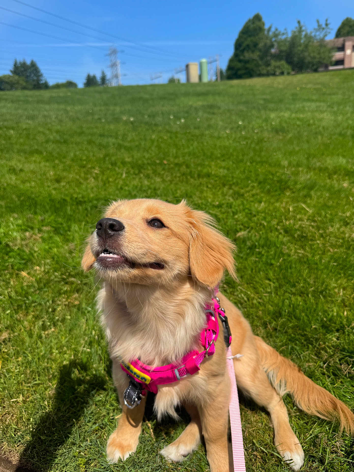 Goldy joined the competition — help win amazing prizes! dog, golden_retriever, puppy, harness, pink_harness, leash, grass, outdoor, sunny, blue_sky, greenery, pet, canine, sitting, happy, young_dog, nature, playful, animal, daylight