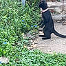 cat, black_cat, pink_collar, sitting, garden, greenery, plants, flowers, blue_flowers, outdoor, nature, wooden_fence, side_view, animal, pet, curious, small, feline, leafy, ground