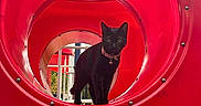 Michelada joined the competition — help win amazing prizes! black_cat, cat, playground, tunnel, red, circular, pet, animal, collar, bell, outdoor, daylight, curious, standing, metal, play_equipment, vibrant_colors, structure, focus, closeup