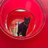 black_cat, cat, playground, tunnel, red, circular, pet, animal, collar, bell, outdoor, daylight, curious, standing, metal, play_equipment, vibrant_colors, structure, focus, closeup