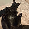 Michelada is registered to the contest to win money with this photo: black_cat, cat, lying_down, bed, paws, sleeping, relaxed, feline, indoor, pet, fur, whiskers, tail, cozy, domestic_animal, animal, cute, resting, soft_texture, close_up