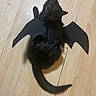 Michelada is registered to the contest to win money with this photo: cat, black_cat, bat_wings, costume, pet, animal, wooden_floor, indoor, cute, playful, curious, looking_up, tail, ears, fur, mischief, halloween, domestic_animal, feline, young_cat