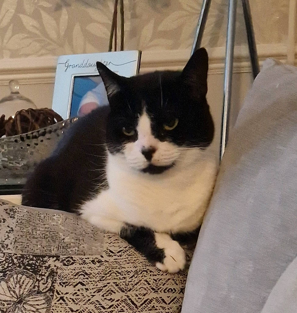 Fiji joined the competition — help win amazing prizes! box, carnivore, cat, cat_supply, comfort, domestic_short_haired_cat, felidae, fur, grey, laptop, packaging_and_labeling, paw, pet_supply, rectangle, sitting, small_to_medium_sized_cats, snout, tail, whiskers