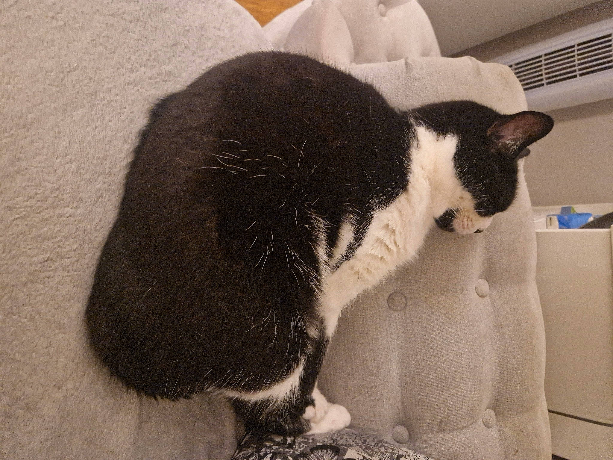 Fiji is registered to the contest to win money with this photo: carnivore, cat, claw, comfort, domestic_short_haired_cat, felidae, flooring, foot, fur, grey, human_leg, monochrome, monochrome_photography, nap, paw, small_to_medium_sized_cats, snout, tail, terrestrial_animal, whiskers