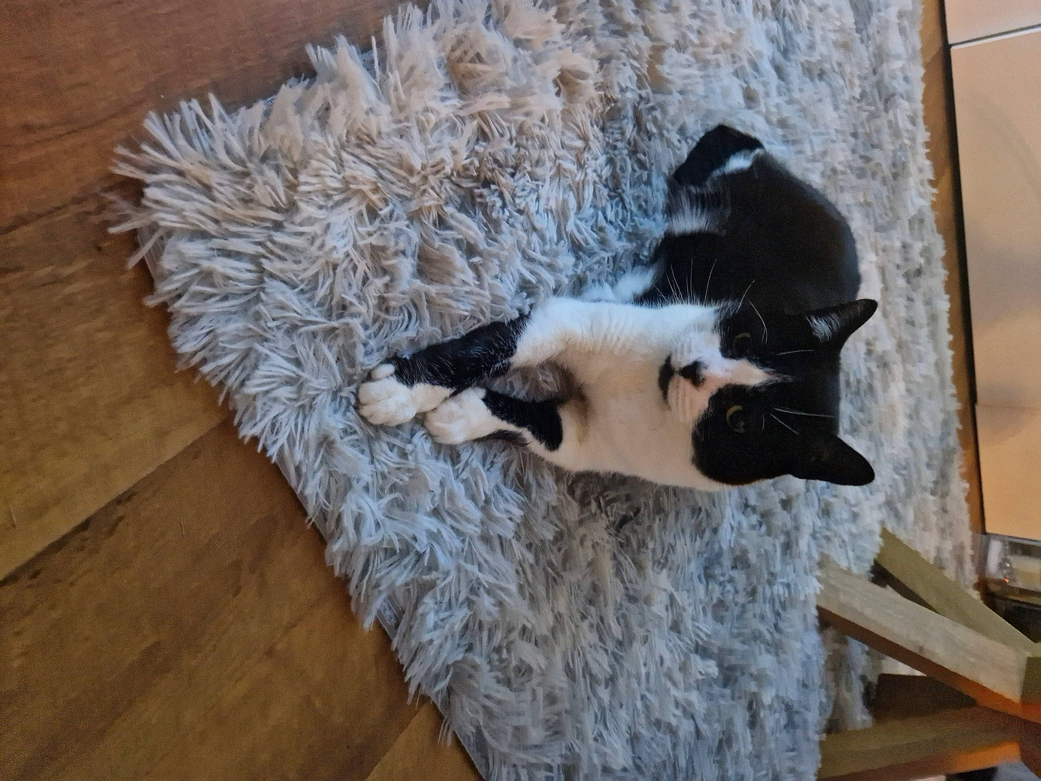 Fiji joined the competition — help win amazing prizes! carnivore, cat, cat_supply, comfort, dog_breed, domestic_short_haired_cat, fawn, felidae, flooring, fur, hardwood, linens, plank, small_to_medium_sized_cats, tail, varnish, whiskers, wood, wood_flooring, wood_stain