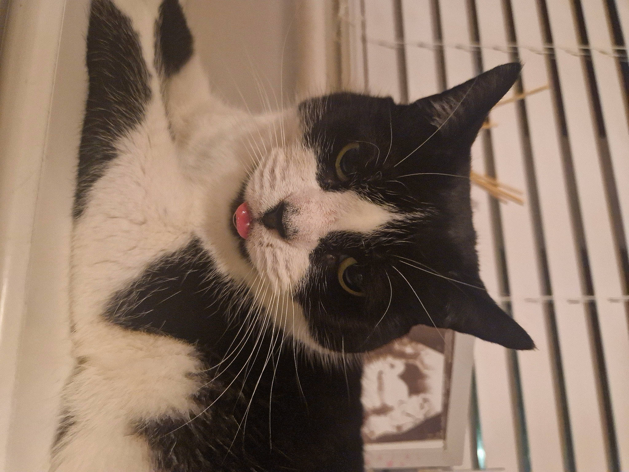 Fiji joined the competition — help win amazing prizes! carnivore, cat, domestic_short_haired_cat, eye, felidae, fur, monochrome_photography, paw, small_to_medium_sized_cats, snout, tail, whiskers, window, wood