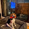 Alva participe au concours pour gagner de l'argent avec cette photo : animal, beagle, canine, cozy, cute, dog, dog_bed, floor, happy, indoor, night, pet, puppy, red_toy, reflection, sitting, television, toy, window, wood_floor