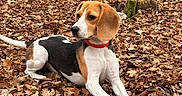 Alva participe au concours pour gagner de l'argent avec cette photo : animal, autumn, beagle, black, brown, canine, collar, cute, dog, ears, forest, leaves, lying_down, mammal, nature, outdoor, pet, playful, snout, white