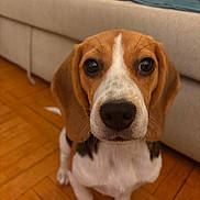 Alva participe au concours pour gagner de l'argent avec cette photo : animal, beagle, black, blanket, brown, canine, companion, couch, cute, dog, ears, floor, fur, indoor, looking_up, pet, puppy, snout, white, wooden_floor