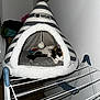 Nala participe au concours pour gagner de l'argent avec cette photo : cat, calico_cat, sleeping, pet_bed, cat_tent, striped, plush, indoor, domestic, animal, resting, feline, cozy, household, drying_rack, box, toy, white, gray, wall
