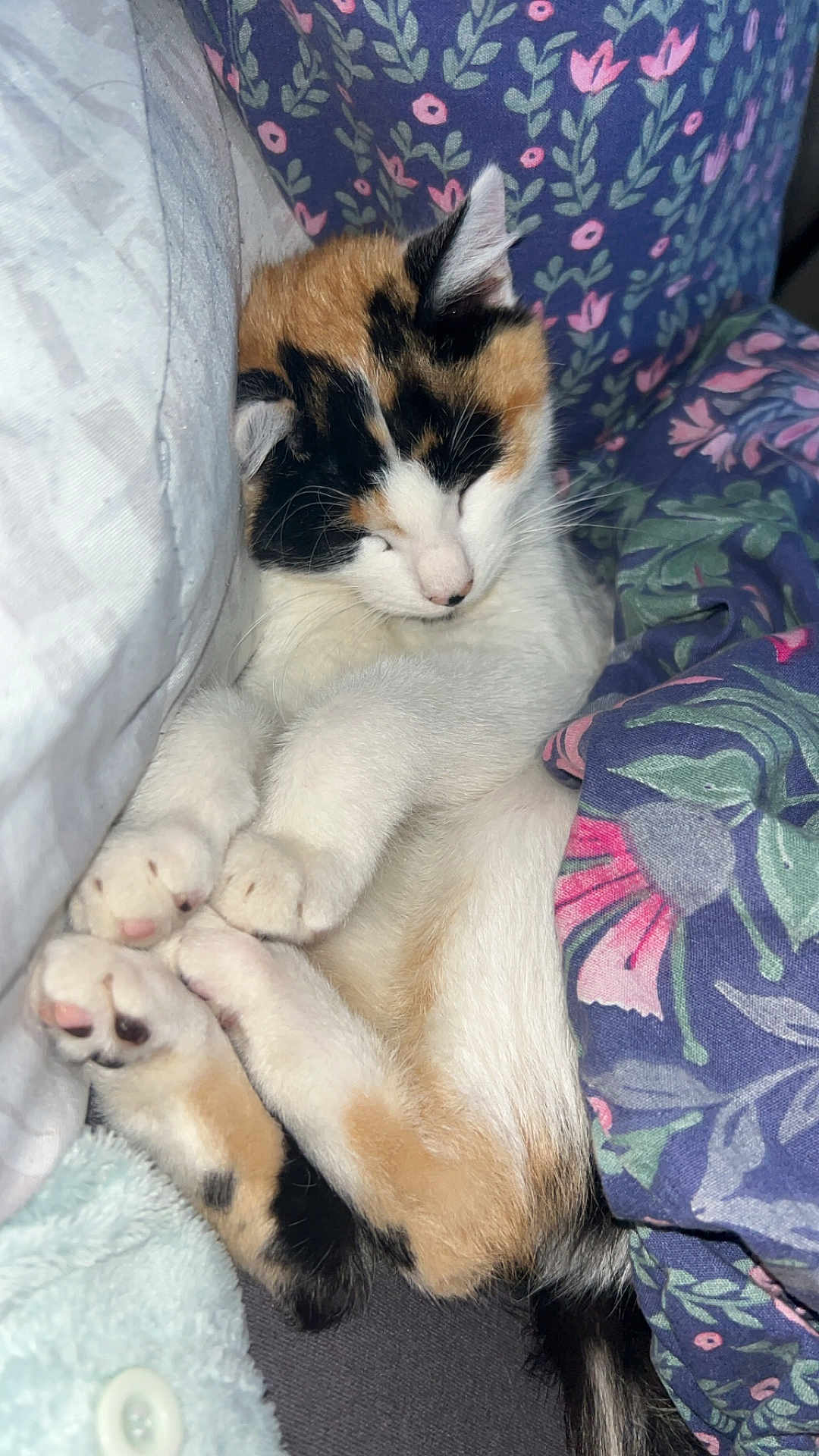 Nala a rejoint le concours — aidez-le/la à gagner de superbes lots ! cat, calico, sleeping, paw, fur, animal, pet, cozy, blanket, fabric, floral, comfort, cute, resting, indoor, soft, feline, nap, relaxed, domestic