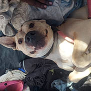 Envy joined the competition — help win amazing prizes! dog, pet, lying_down, blanket, clothes, pink_leash, light_fur, ear, nose, paw, collar, indoor, casual, relaxed, sunlight, shadow, happy, smiling, closeup, candid