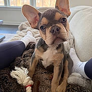 Vincenzo joined the competition — help win amazing prizes! french_bulldog, puppy, dog, pet, blanket, cozy, indoor, window, ears, fur, person, socks, couch, toy, rope_toy, floor, natural_light, curious, close_up, seated