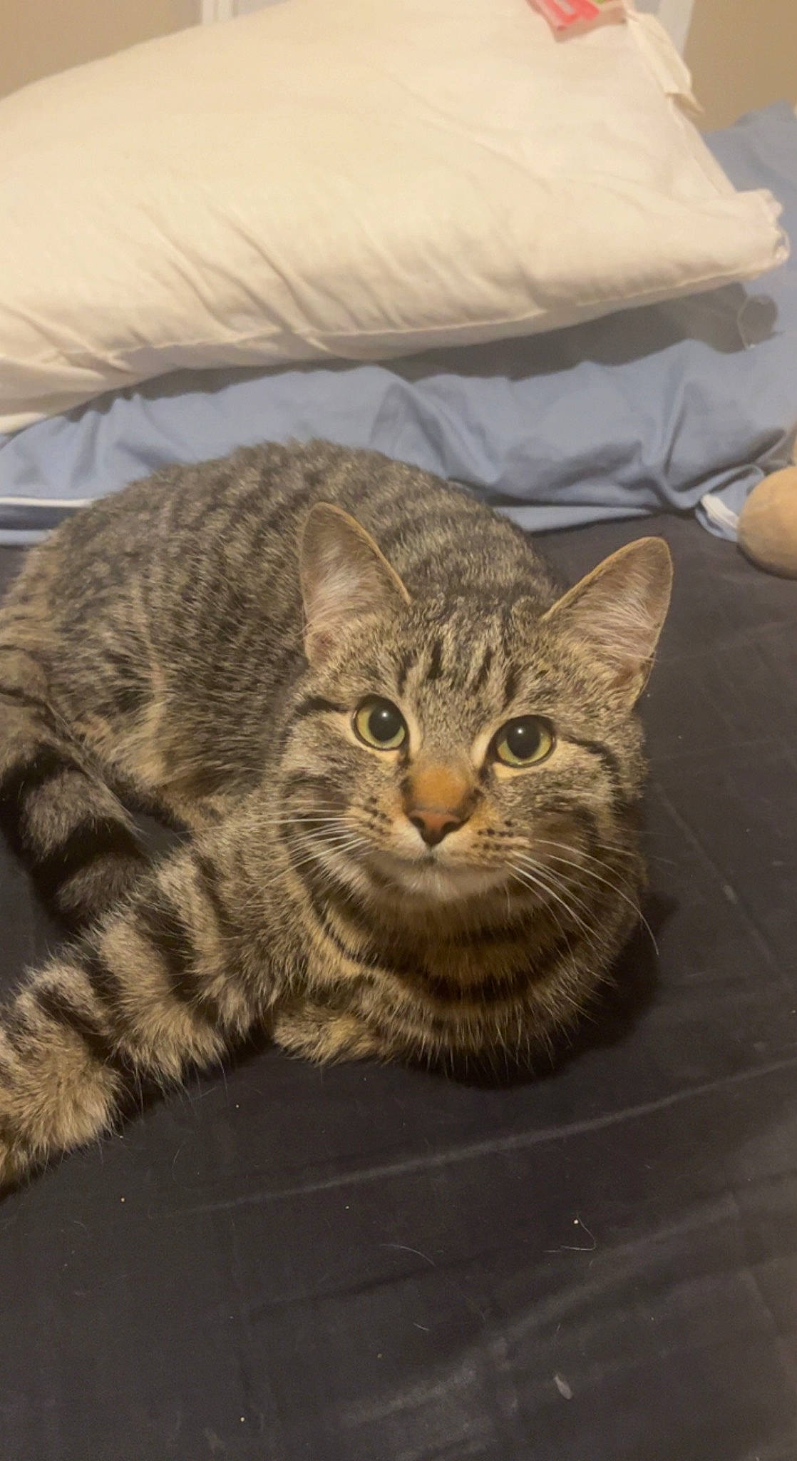 Timon participe au concours pour gagner de l'argent avec cette photo : carnivore, cat, comfort, domestic_short_haired_cat, felidae, fur, grey, pillow, small_to_medium_sized_cats, snout, terrestrial_animal, whiskers