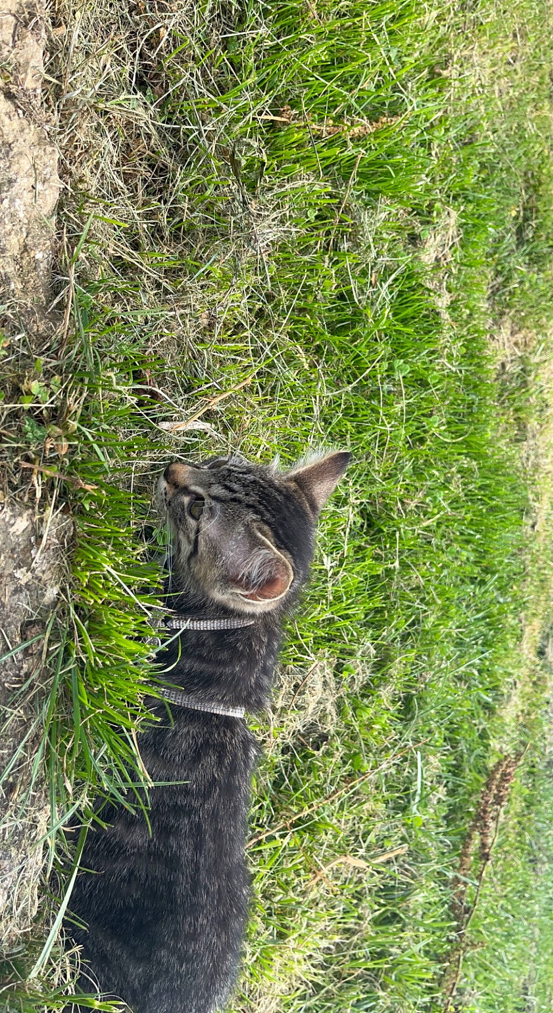 Timon participe au concours pour gagner de l'argent avec cette photo : canidae, carnivore, cat, dog_breed, domestic_short_haired_cat, felidae, fur, grass, groundcover, plant, small_to_medium_sized_cats, tail, terrestrial_animal, tree, trunk, whiskers, wildlife, wood