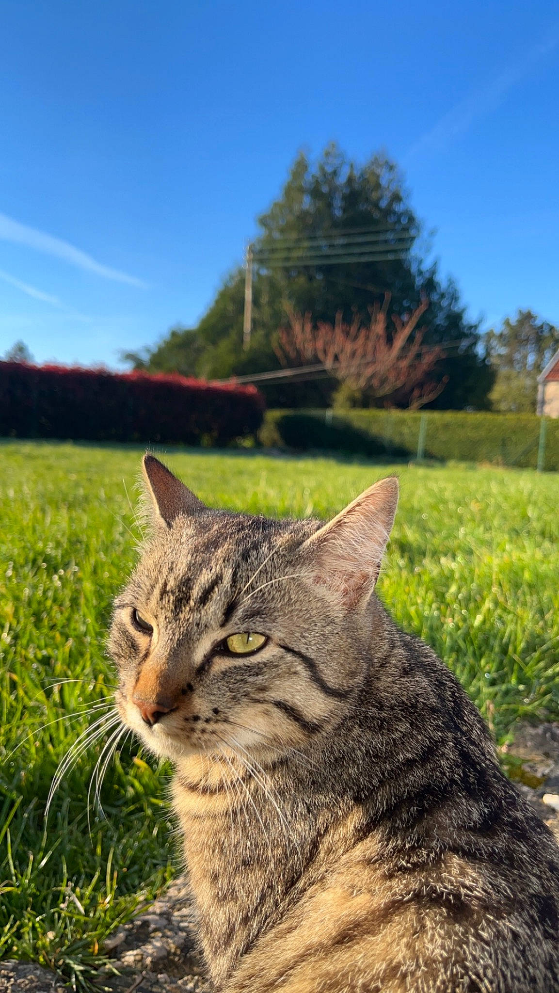 Timon a rejoint le concours — aidez-le/la à gagner de superbes lots ! carnivore, cat, cloud, fawn, felidae, grass, grass_family, grassland, landscape, lynx, meadow, natural_landscape, plant, prairie, sky, small_to_medium_sized_cats, snout, terrestrial_animal, tree, whiskers