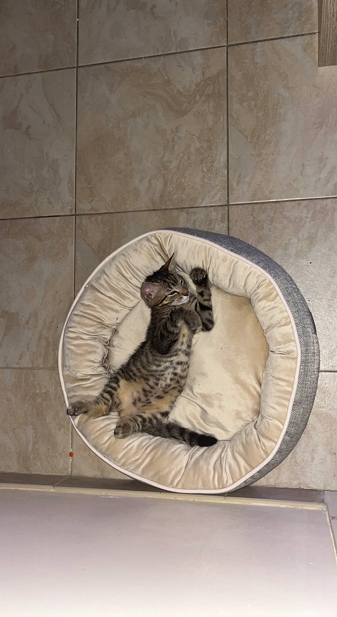 Timon participe au concours pour gagner de l'argent avec cette photo : art, artifact, carnivore, cat, ceramic, felidae, flooring, fur, goat_antelope, horn, metal, relief, sculpture, small_to_medium_sized_cats, tail, terrestrial_animal, visual_arts, whiskers, wildlife, wood