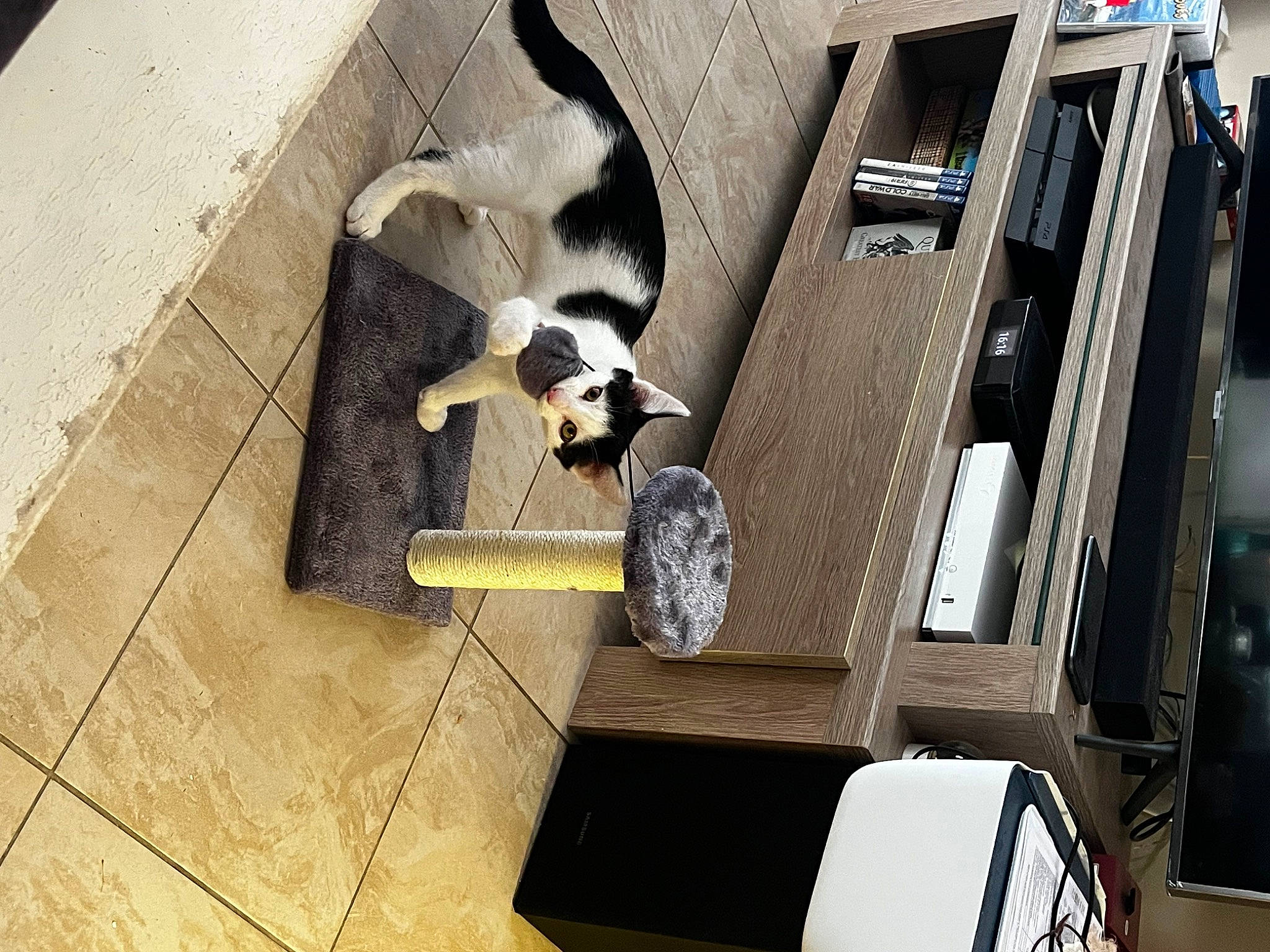 Doogie a rejoint le concours — aidez-le/la à gagner de superbes lots ! automotive_exterior, black, carnivore, carton, cat, companion_dog, dog_breed, domestic_short_haired_cat, felidae, flooring, fur, hardwood, room, shadow, shipping_box, small_to_medium_sized_cats, street, tail, whiskers, wood