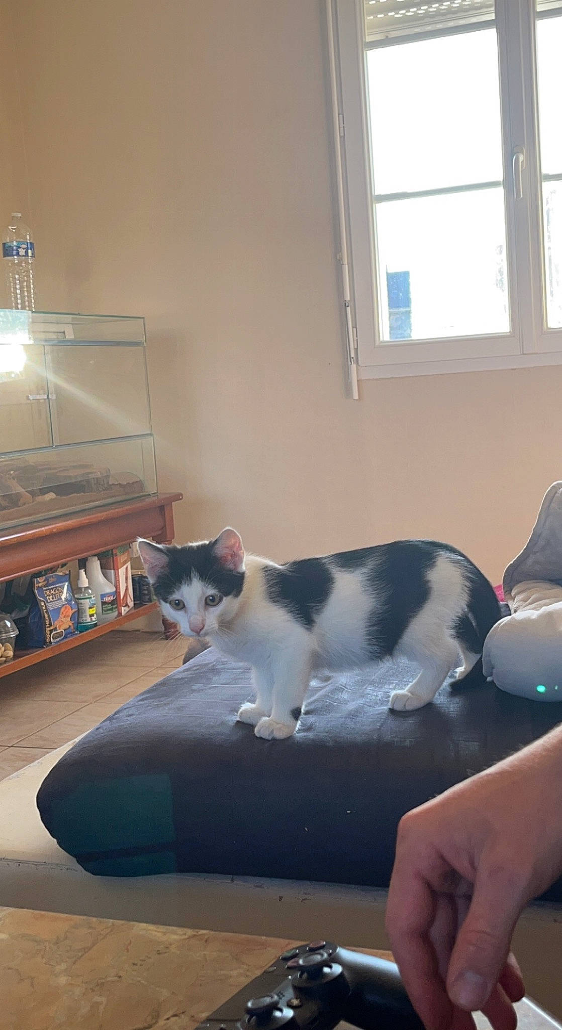 Doogie participe au concours pour gagner de l'argent avec cette photo : carnivore, cat, comfort, companion_dog, domestic_short_haired_cat, felidae, floor, flooring, fur, hardwood, home_appliance, nail, room, shelf, small_to_medium_sized_cats, tail, television, whiskers, window, wood