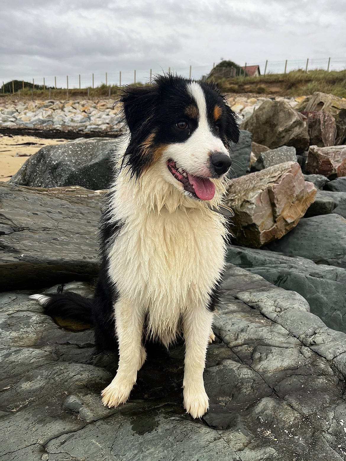 Ulysse participe au concours pour gagner de l'argent avec cette photo : australian_collie, bedrock, border_collie, canidae, carnivore, cloud, collar, companion_dog, dog, dog_breed, fur, herding_dog, plant, sky, snout, sporting_group, whiskers, working_dog