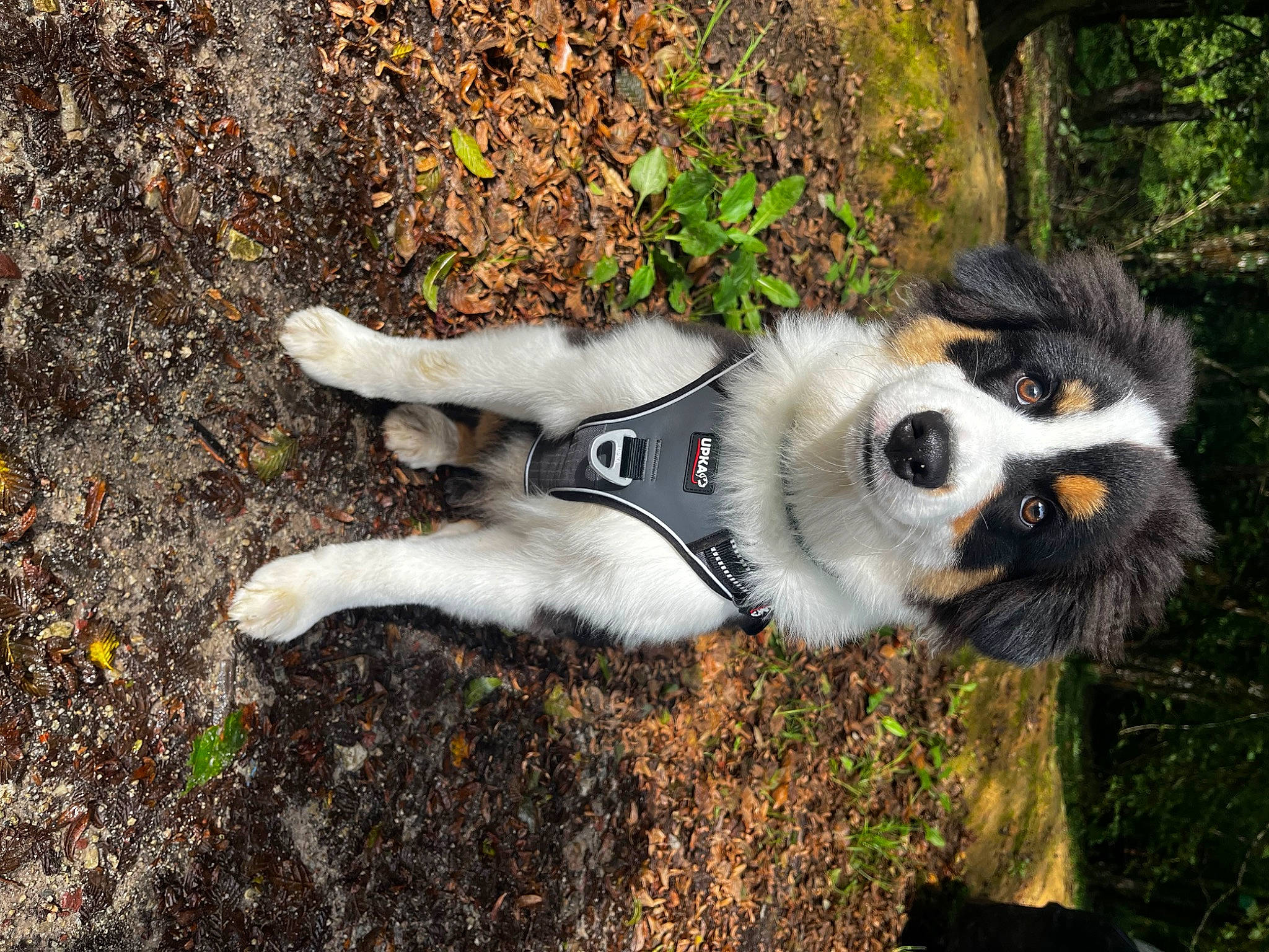 Ulysse a rejoint le concours — aidez-le/la à gagner de superbes lots ! canidae, companion_dog, dog_breed, felidae, fur, grass, lemur, plant, primate, small_to_medium_sized_cats, soil, tail, terrestrial_animal, tree, whiskers, wildlife