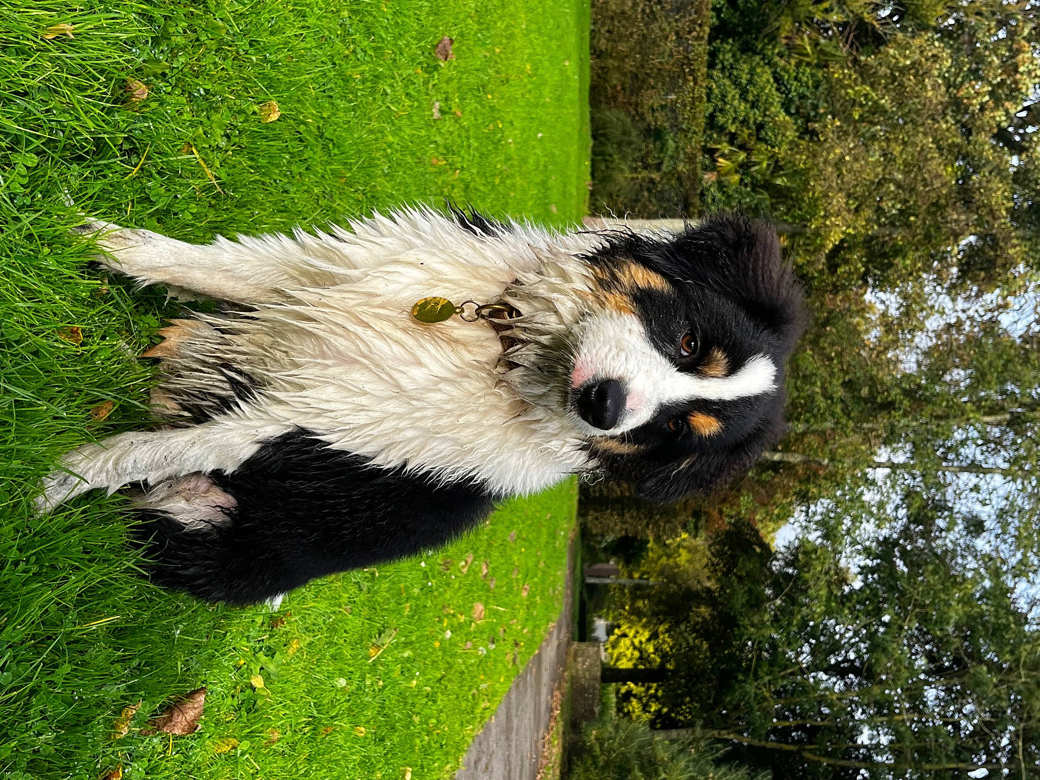 Ulysse a rejoint le concours — aidez-le/la à gagner de superbes lots ! art, bear, bird_of_prey, carnivore, dog_breed, fur, goat_antelope, grass, grassland, grazing, livestock, panda, pasture, plant, tail, terrestrial_animal, tree, trunk, wildlife, working_animal