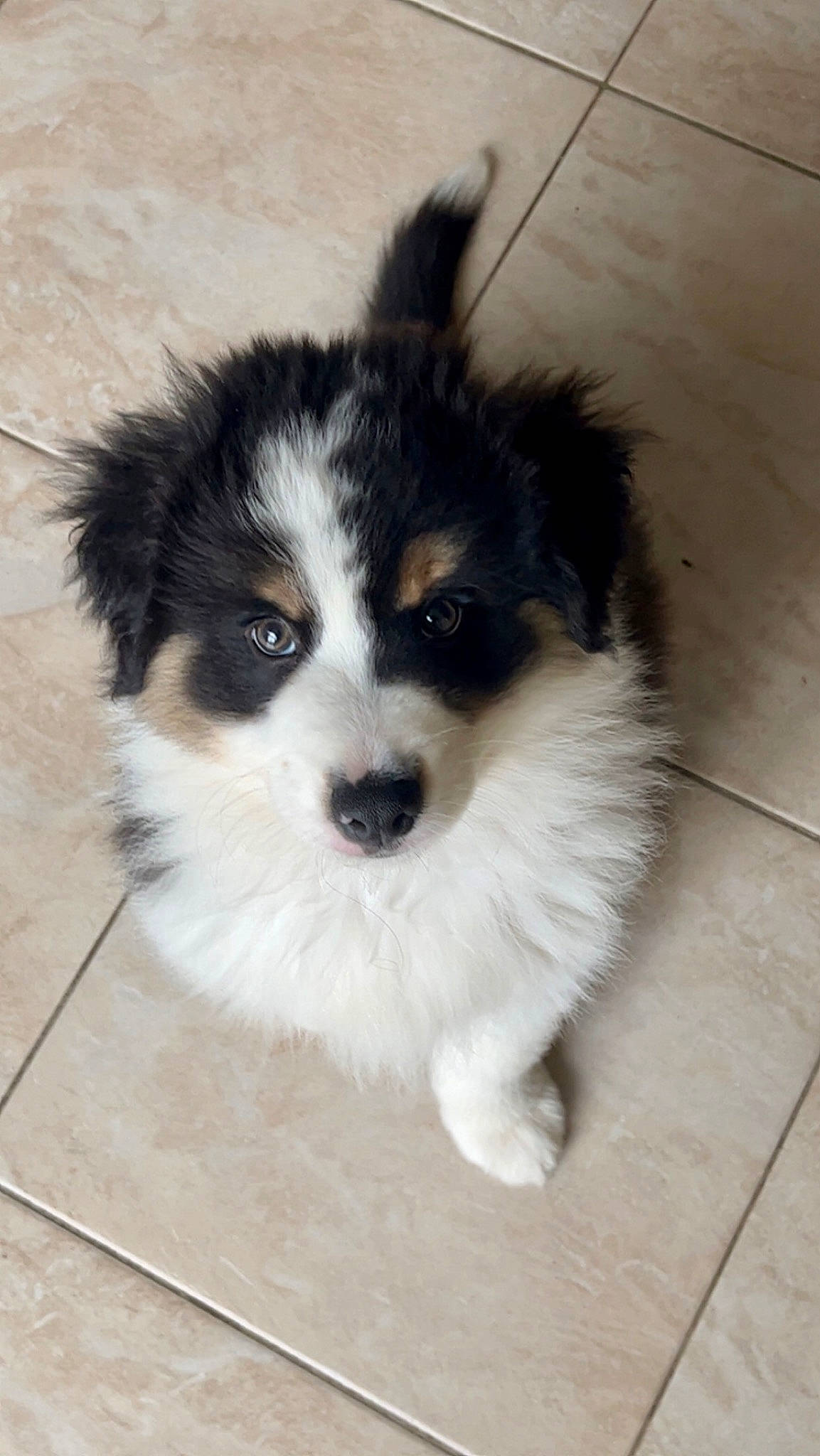 Ulysse a rejoint le concours — aidez-le/la à gagner de superbes lots ! ancient_dog_breeds, australian_shepherd, canidae, carnivore, companion_dog, dog, dog_breed, eye, fur, herding_dog, non_sporting_group, puppy, snout, sporting_group, terrestrial_animal, toy_dog, whiskers, working_animal, working_dog