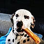 animal, black_spots, blanket, bone, canine, companion, curious, cushion, dalmatian, dog, domestic, floor_tiles, fur, indoor, muzzle, pet, relaxed, sitting, toy, white_fur