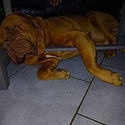 Paco participe au concours pour gagner de l'argent avec cette photo : animal, brown_dog, canine, cozy, dog, domestic_animal, floor, home, indoors, large_dog, lying_down, paw, pet, quiet, relaxed, resting, sleeping, table, tile_floor, wooden_table